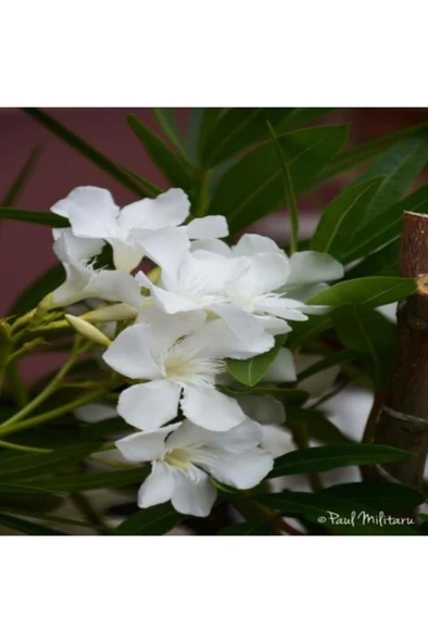 Zakkum Fidanı Beyaz 40-60 cm ürün görseli