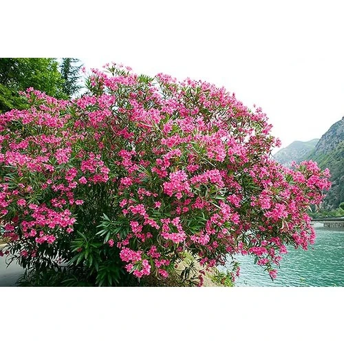 Çalı Zakkum Fidanı 40-60 cm ürün görseli