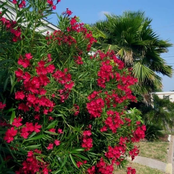 Zakkum Çiçeği Fidanı Kırmızı 40-60 cm