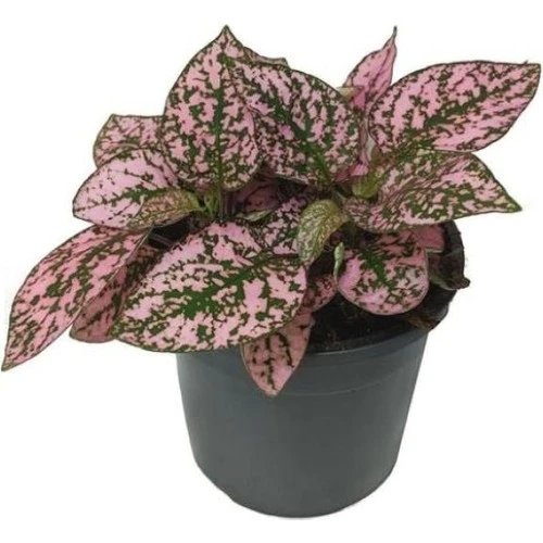 Pembe Benek Hostes Çiçeği Fidanı 10-20 cm ürün görseli