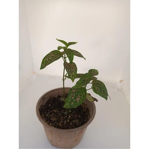 Pembe Benek Fittonia Hostes Çiçeği Fidanı 10-20 cm - 2
