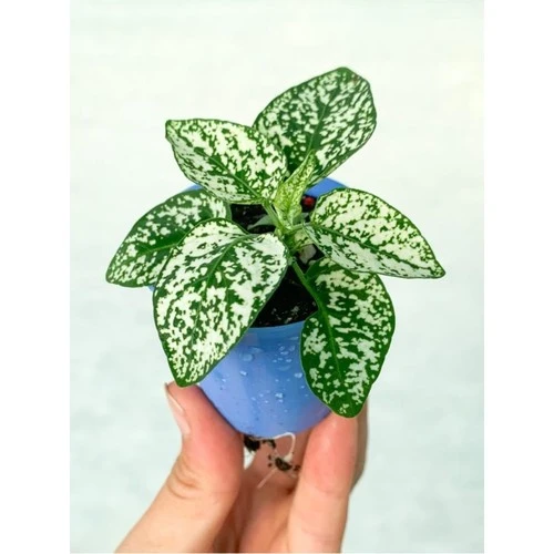 Beyaz Hypoestes Bitkisi Hostes Fittonia Çiçeği Fidanı 10-20 cm