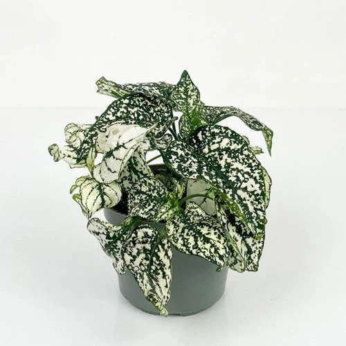 Hypoestes Phyllostachya Hostes Çiçeği Fidanı Beyaz 10-20 cm