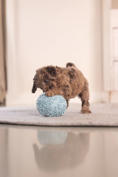 Beeztees Yavru Köpek Oyuncağı, Top, Peluş, Mavi, 10cm - Resim 7