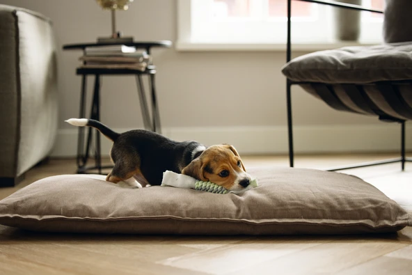 Beeztees Yavru Köpek Oyuncağı, İp ve Peluş, Yeşil/Gri, 25x4x4cm - Resim 3