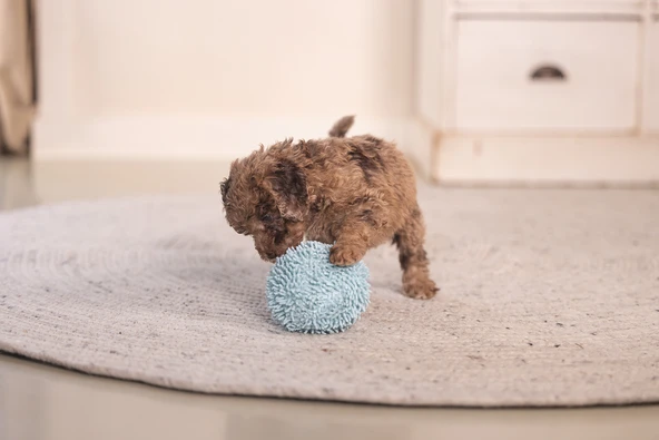 Beeztees Yavru Köpek Oyuncağı, Top, Peluş, Mavi, 10cm - Resim 4