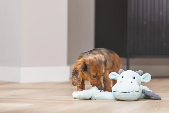 Beeztees Yavru Köpek Oyuncağı, Dragon, Peluş, Gri, 45x24,5x6cm - Resim 3