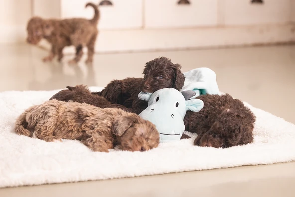 Beeztees Yavru Köpek Oyuncağı, Dragon, Peluş, Yeşil, 31,5x25x17cm - Resim 5