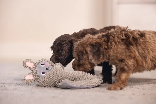 Beeztees Yavru Köpek Oyuncağı, Peluş, Gri, 37x28x4cm - Resim 5