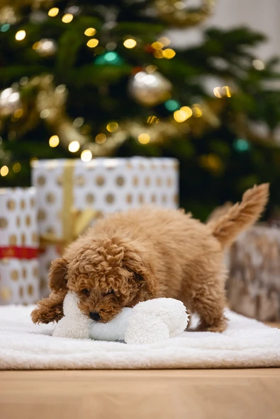 Beeztees Yavru Köpek Oyuncağı, Sesli, Kemik, Peluş, Beyaz, 21x10,5x5cm - Resim 3