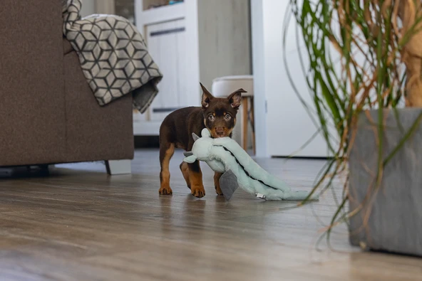 Beeztees Yavru Köpek Oyuncağı, Dragon, Peluş, Gri, 45x24,5x6cm - Resim 4