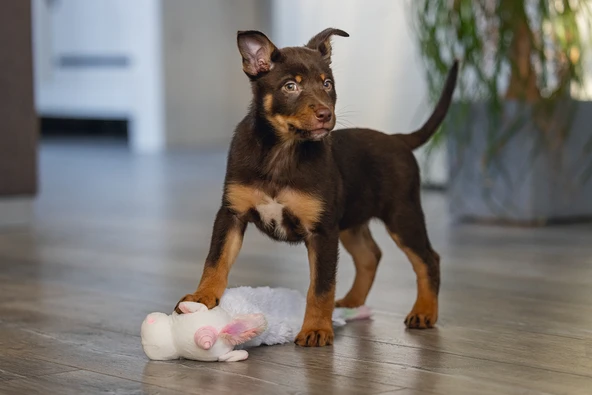 Beeztees Yavru Köpek Oyuncağı, Unicorn, Peluş, Beyaz, 49x10x14cm - Resim 2