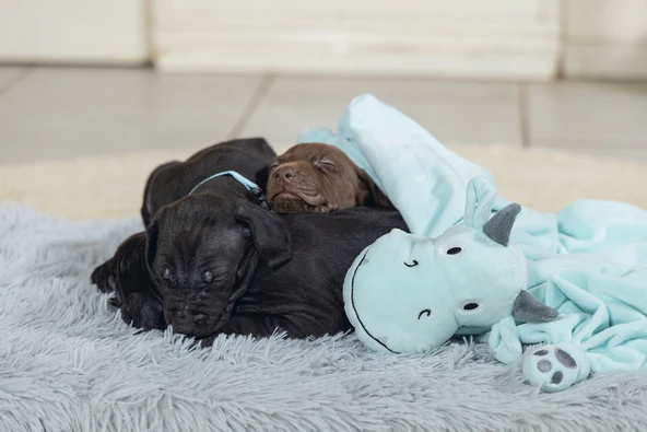 Beeztees Yavru Köpek Oyuncağı, Dragon, Peluş, Yeşil, 31,5x25x17cm - Resim 7