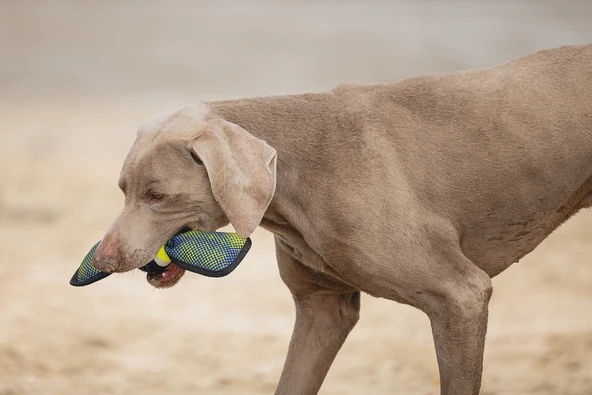 Beeztees Köpek Oyuncağı, Yüzen, Tenis Topu, Mavi/Sarı, 30x9,5x6,3cm - Resim 9