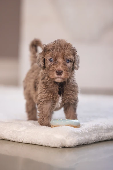 Beeztees Köpek Oyuncağı, Sesli, Donut, Lateks, Çeşitli Renklerde, 7x7x3cm - Resim 11