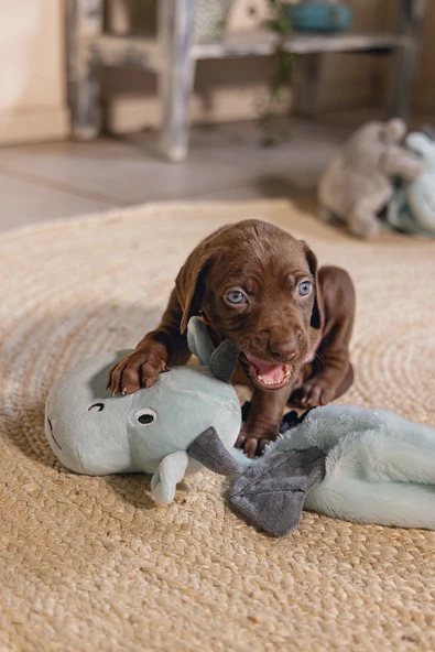 Beeztees Yavru Köpek Oyuncağı, Dragon, Peluş, Gri, 45x24,5x6cm - Resim 5