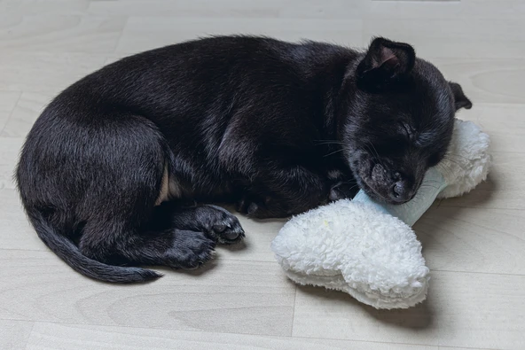 Beeztees Yavru Köpek Oyuncağı, Sesli, Kemik, Peluş, Beyaz, 21x10,5x5cm - Resim 4