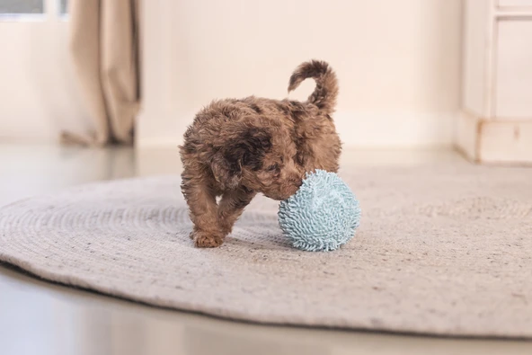 Beeztees Yavru Köpek Oyuncağı, Top, Peluş, Mavi, 10cm - Resim 8