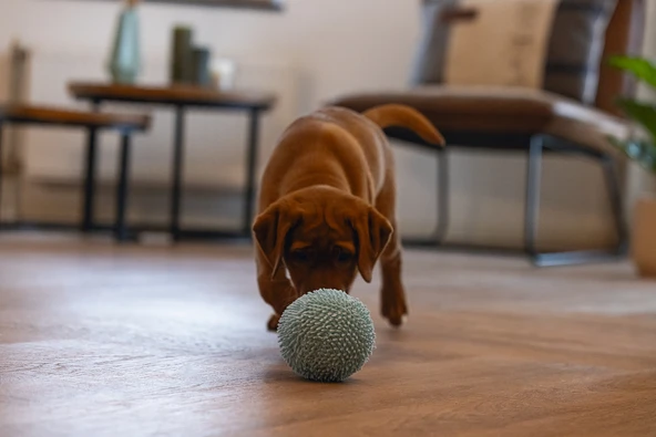 Beeztees Yavru Köpek Oyuncağı, Top, Peluş, Mavi, 10cm - Resim 6