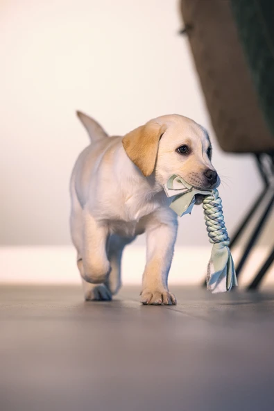 Beeztees Yavru Köpek Oyuncağı, İp ve Peluş, Yeşil/Gri, 25x4x4cm - Resim 2