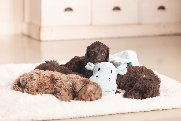 Beeztees Yavru Köpek Oyuncağı, Dragon, Peluş, Yeşil, 31,5x25x17cm - Resim 6