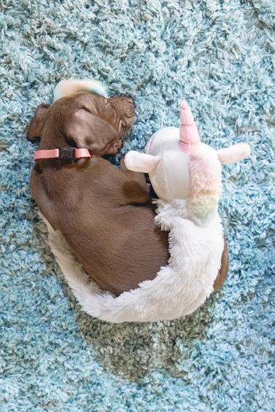 Beeztees Yavru Köpek Oyuncağı, Unicorn, Peluş, Beyaz, 49x10x14cm - Resim 4