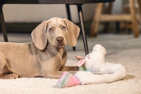 Beeztees Yavru Köpek Oyuncağı, Unicorn, Peluş, Beyaz, 74x14x15cm - Resim 7