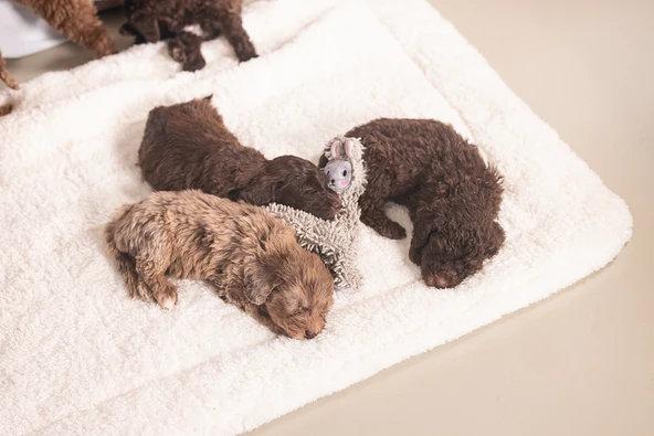 Beeztees Yavru Köpek Oyuncağı, Peluş, Gri, 37x28x4cm - Resim 3