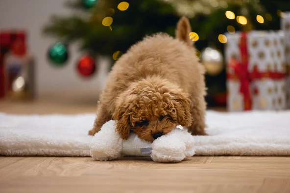 Beeztees Yavru Köpek Oyuncağı, Sesli, Kemik, Peluş, Beyaz, 21x10,5x5cm - Resim 2