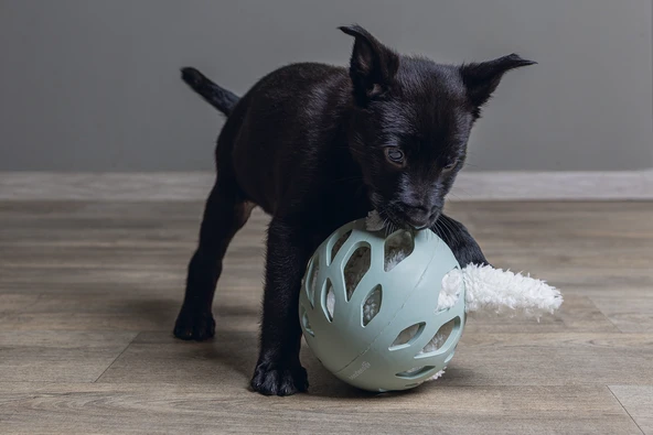 Beeztees Yavru Köpek Oyuncağı, Peluş, Beyaz, 40x22x5cm - Resim 3