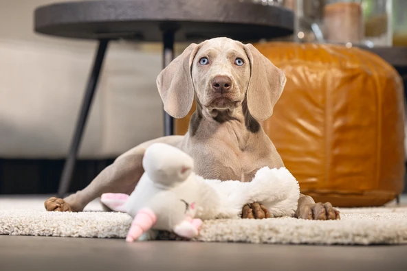 Beeztees Yavru Köpek Oyuncağı, Unicorn, Peluş, Beyaz, 74x14x15cm - Resim 4