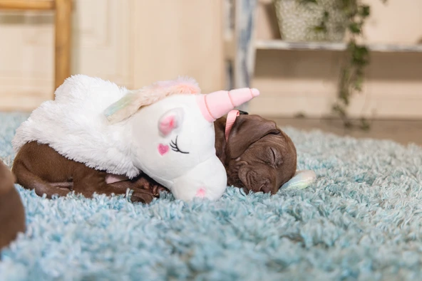 Beeztees Yavru Köpek Oyuncağı, Unicorn, Peluş, Beyaz, 49x10x14cm - Resim 8