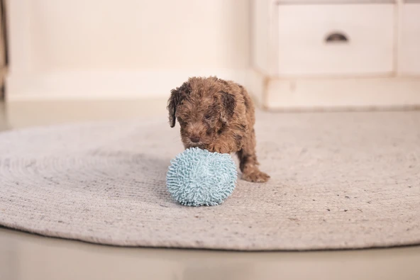 Beeztees Yavru Köpek Oyuncağı, Top, Peluş, Mavi, 10cm - Resim 3