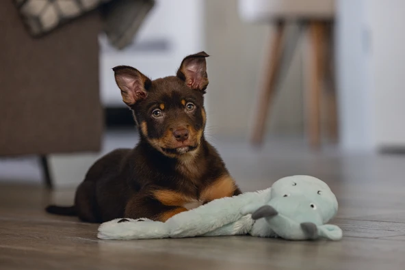 Beeztees Yavru Köpek Oyuncağı, Dragon, Peluş, Gri, 45x24,5x6cm - Resim 2