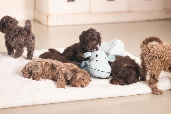 Beeztees Yavru Köpek Oyuncağı, Dragon, Peluş, Yeşil, 31,5x25x17cm - Resim 3