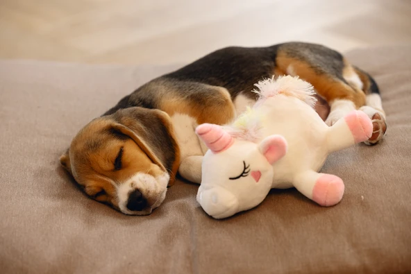 Beeztees Yavru Köpek Oyuncağı, Unicorn, Peluş, Beyaz, 18x15x11,5cm - Resim 3