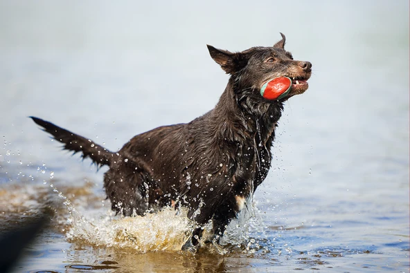 Beeztees Köpek Oyuncağı, Yüzen, İçi Su Dolabilen Toplar, Mavi/Kırmızı, 3 Adet, 6,2cm - Resim 3