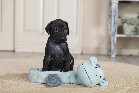 Beeztees Yavru Köpek Oyuncağı, Dragon, Peluş, Gri, 45x24,5x6cm - Resim 8