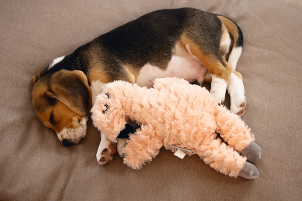 Beeztees Yavru Köpek Oyuncağı, Kalp Atışlı, Flamingo, Peluş, Pembe, 30x21x5cm - Resim 5