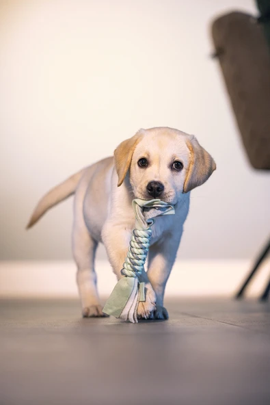 Beeztees Yavru Köpek Oyuncağı, İp ve Peluş, Yeşil/Gri, 25x4x4cm - Resim 4