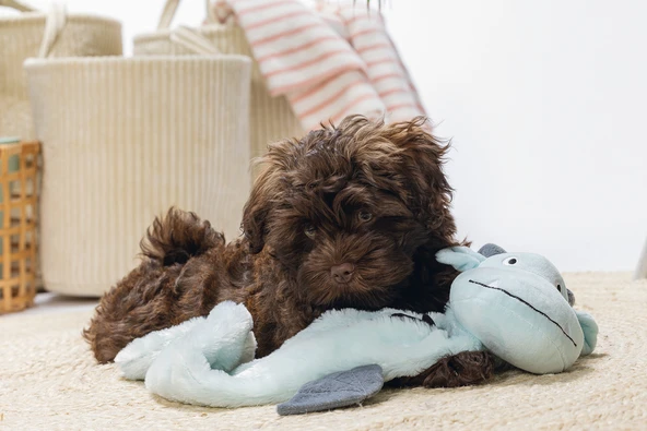 Beeztees Yavru Köpek Oyuncağı, Dragon, Peluş, Gri, 70x16x10cm - Resim 5