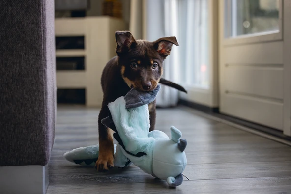 Beeztees Yavru Köpek Oyuncağı, Dragon, Peluş, Gri, 70x16x10cm - Resim 7