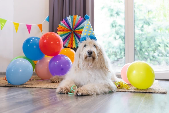 Beeztees Köpek Oyuncağı, Parti Balonu, Peluş, Mavi, 39x13x7,5cm - Resim 2