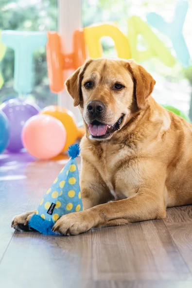 Beeztees Köpek Oyuncağı, Şapka, Peluş, Mavi, 22x14x14cm - Resim 5