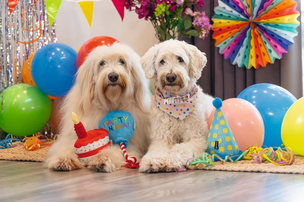 Beeztees Köpek Oyuncağı, Parti Balonu, Peluş, Mavi, 39x13x7,5cm - Resim 5