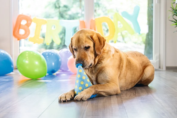 Beeztees Köpek Oyuncağı, Şapka, Peluş, Mavi, 22x14x14cm - Resim 6