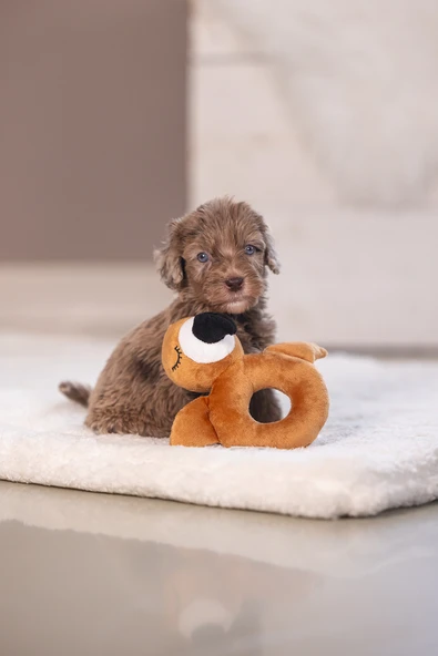 Beeztees Köpek Oyuncağı, Peluş, Kahverengi, 16x18x8,5cm - Resim 8