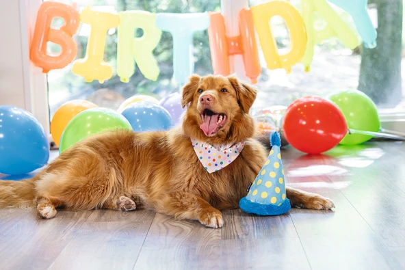 Beeztees Köpek Oyuncağı, Şapka, Peluş, Mavi, 22x14x14cm - Resim 3