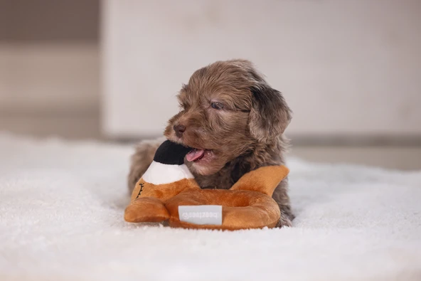 Beeztees Köpek Oyuncağı, Peluş, Kahverengi, 16x18x8,5cm - Resim 5