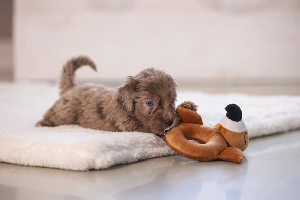 Beeztees Köpek Oyuncağı, Peluş, Kahverengi, 16x18x8,5cm - Resim 2